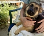 Small #7 German Shepherd Dog