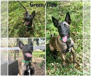 Belgian Malinois Puppy for Sale in TAMPA, Florida USA