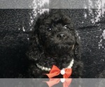 Puppy Firefly AKC Poodle (Miniature)