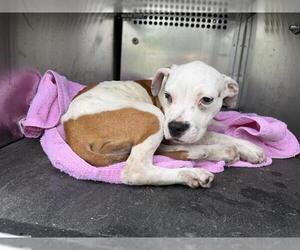 Boxer-Unknown Mix Dogs for adoption in Grand Prairie, TX, USA