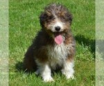 Small Photo #4 Sheltidoodle Puppy For Sale in SHIPPENSBURG, PA, USA