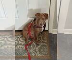 Small Photo #2 Bulldog-Unknown Mix Puppy For Sale in Tarrytown, GA, USA