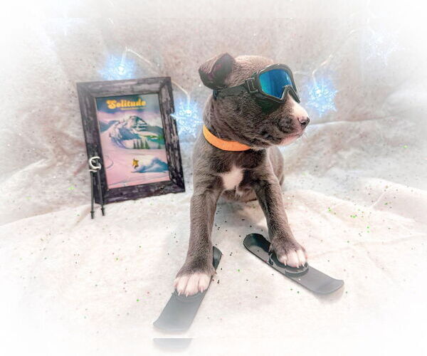 Medium Photo #4 Mutt Puppy For Sale in New London, WI, USA