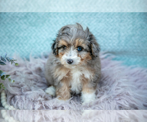 Medium Aussiedoodle Miniature 