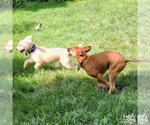 Small #2 Mutt