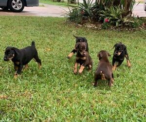 Doberman Pinscher Puppy for sale in CORAL SPRINGS, FL, USA