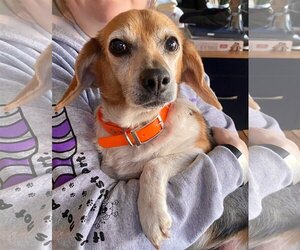 Beagle-Chihuahua Mix Dogs for adoption in Chesapeake, VA, USA