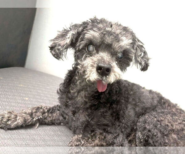 Medium Photo #8 Shih Tzu-Unknown Mix Puppy For Sale in Boonton, NJ, USA