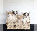 Small Photo #3 Pembroke Welsh Corgi Puppy For Sale in PARADISE, PA, USA