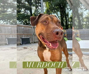 Labrador Retriever-Unknown Mix Dogs for adoption in Alexander, AR, USA