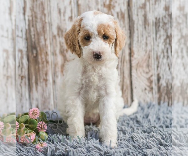 Medium Photo #3 Goldendoodle (Miniature) Puppy For Sale in SUNBURY, PA, USA