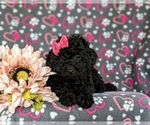 Small Photo #5 Miniature Labradoodle Puppy For Sale in QUARRYVILLE, PA, USA