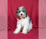 Small Photo #2 Poodle (Miniature) Puppy For Sale in RISING SUN, MD, USA