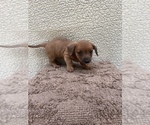 Small Photo #8 Chiweenie-Jack Russell Terrier Mix Puppy For Sale in SAINT AUGUSTINE, FL, USA