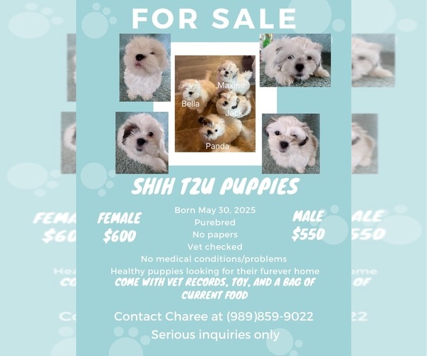 Medium Photo #1 Shih Tzu Puppy For Sale in MIDLAND, MI, USA