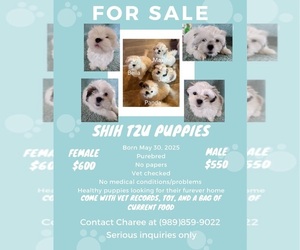 Shih Tzu Puppy for Sale in MIDLAND, Michigan USA