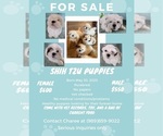 Small Shih Tzu