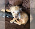 Small #3 Maltese Mix