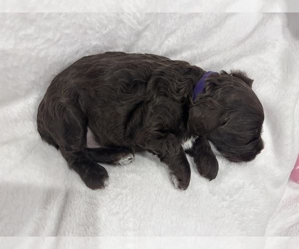 Medium Photo #2 Cockapoo (Miniature) Puppy For Sale in BLUE MOUNTAIN, MS, USA