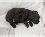 Small #1 Cockapoo (Miniature)
