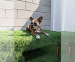 Small Photo #3 French Bulldog Puppy For Sale in NORTH HILLS, CA, USA