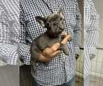 Small Photo #3 French Bulldog Puppy For Sale in PATTERSON, CA, USA