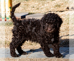 Small Photo #12 Spanish Water Dog Puppy For Sale in SIMLA, CO, USA