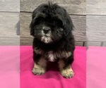Small Photo #3 ShihPoo Puppy For Sale in RICHMOND, IL, USA