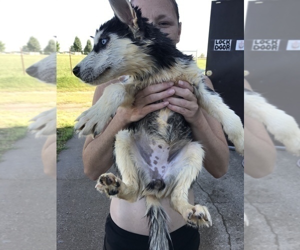 Medium Photo #18 Siberian Husky Puppy For Sale in KELLYVILLE, OK, USA