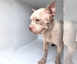 Mutt Dogs for adoption in Houston, TX, USA