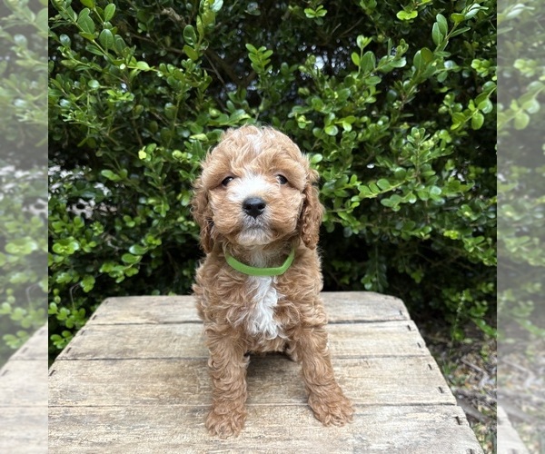 Medium Photo #2 Cockapoo (Miniature) Puppy For Sale in MIDDLEBURY, IN, USA