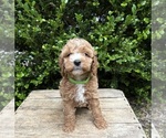 Small #1 Cockapoo (Miniature)