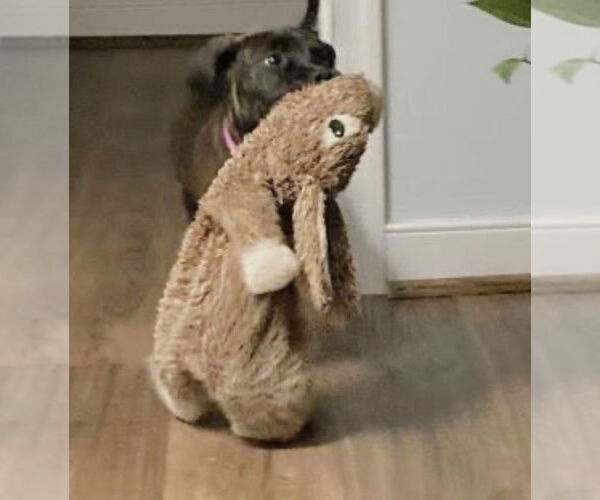 Medium Photo #3 Chocolate Labrador retriever-Unknown Mix Puppy For Sale in Mt. Laurel, NJ, USA