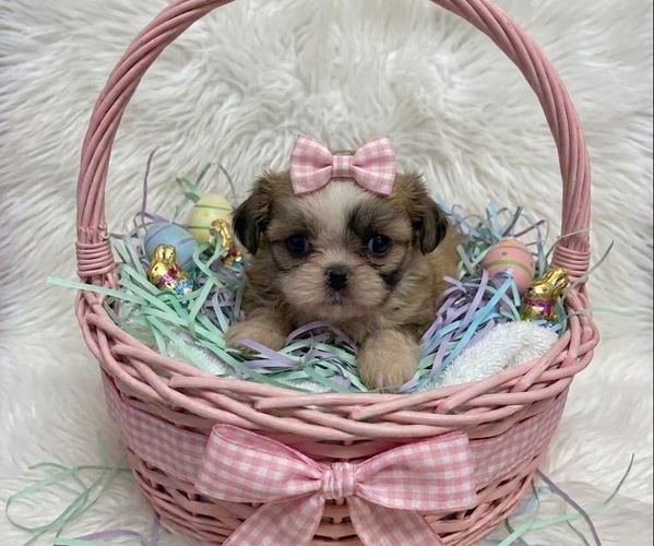 Medium Photo #1 Shih Tzu Puppy For Sale in CENTER HILL, FL, USA