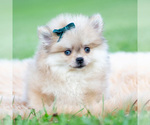 Puppy Max Pomeranian