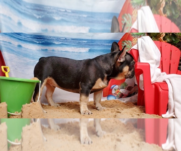 Medium Photo #7 French Bulldog Puppy For Sale in MARYVILLE, TN, USA