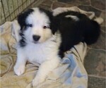 Small Photo #11 Australian Shepherd Puppy For Sale in SYLVA, NC, USA