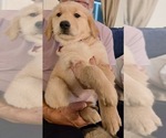 Small #15 Golden Retriever