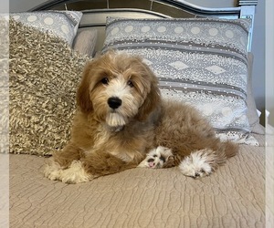 Poodle (Miniature)-Tibetan Terrier Mix Puppy for sale in RICHMOND, IL, USA