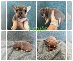 Puppy Louie French Bulldog