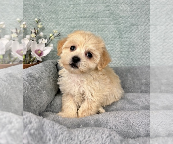 Medium Photo #5 Maltipoo Puppy For Sale in FRANKLIN, IN, USA