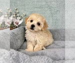 Small #4 Maltipoo