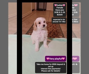 Havapoo Puppy for Sale in TUCSON, Arizona USA