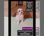 Delilah - Female Havapoo Puppy for Sale - Small photo