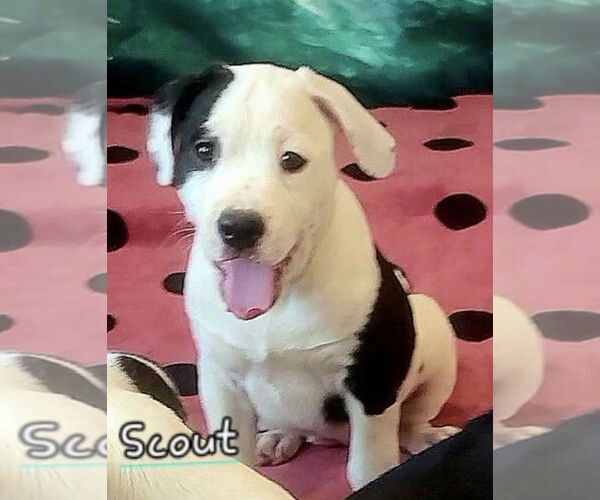 Medium Photo #1 American Staffordshire Terrier-Labrador Retriever Mix Puppy For Sale in Dana Point, CA, USA