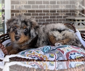 Bernedoodle (Miniature) Dog for Adoption in NOBLESVILLE, Indiana USA