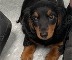 Small Photo #2 Dachshund Puppy For Sale in GRAND RAPIDS, MI, USA