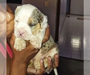 Olde Bulldog Puppy for sale in CHICAGO HEIGHTS, IL, USA