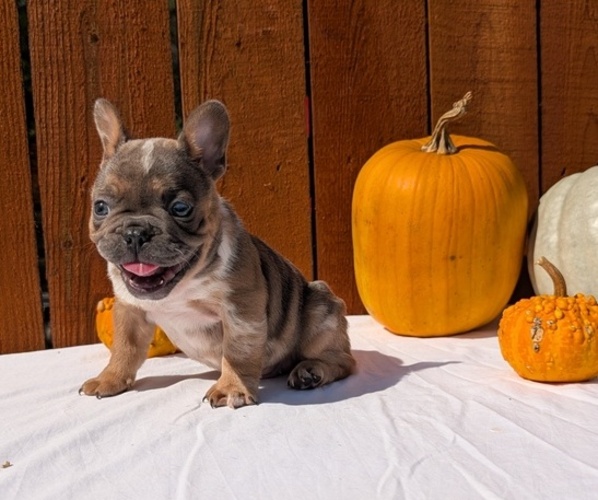 Medium Photo #38 French Bulldog Puppy For Sale in GOSHEN, IN, USA