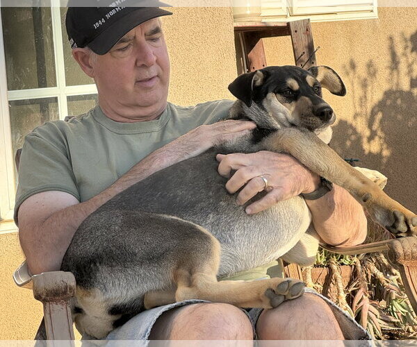 Medium Photo #7 Gerberian Shepsky Puppy For Sale in Corona, CA, USA